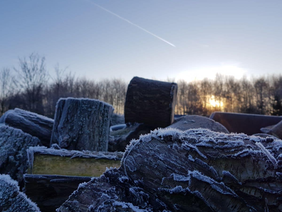frostige Stämme im Sonnenaufgang frostige Stämme im Sonnenaufgang