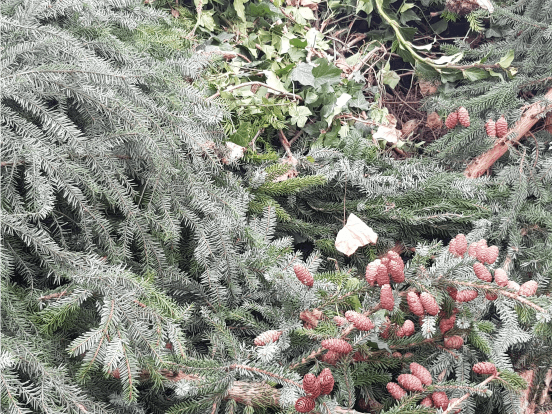 Grünabfall unschlagbar günstig anliefern Grünabfall unschlagbar günstig anliefern