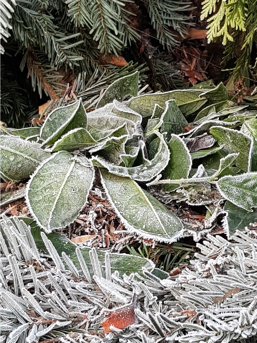 gefrorene Blätter im Winter gefrorene Blätter im Winter