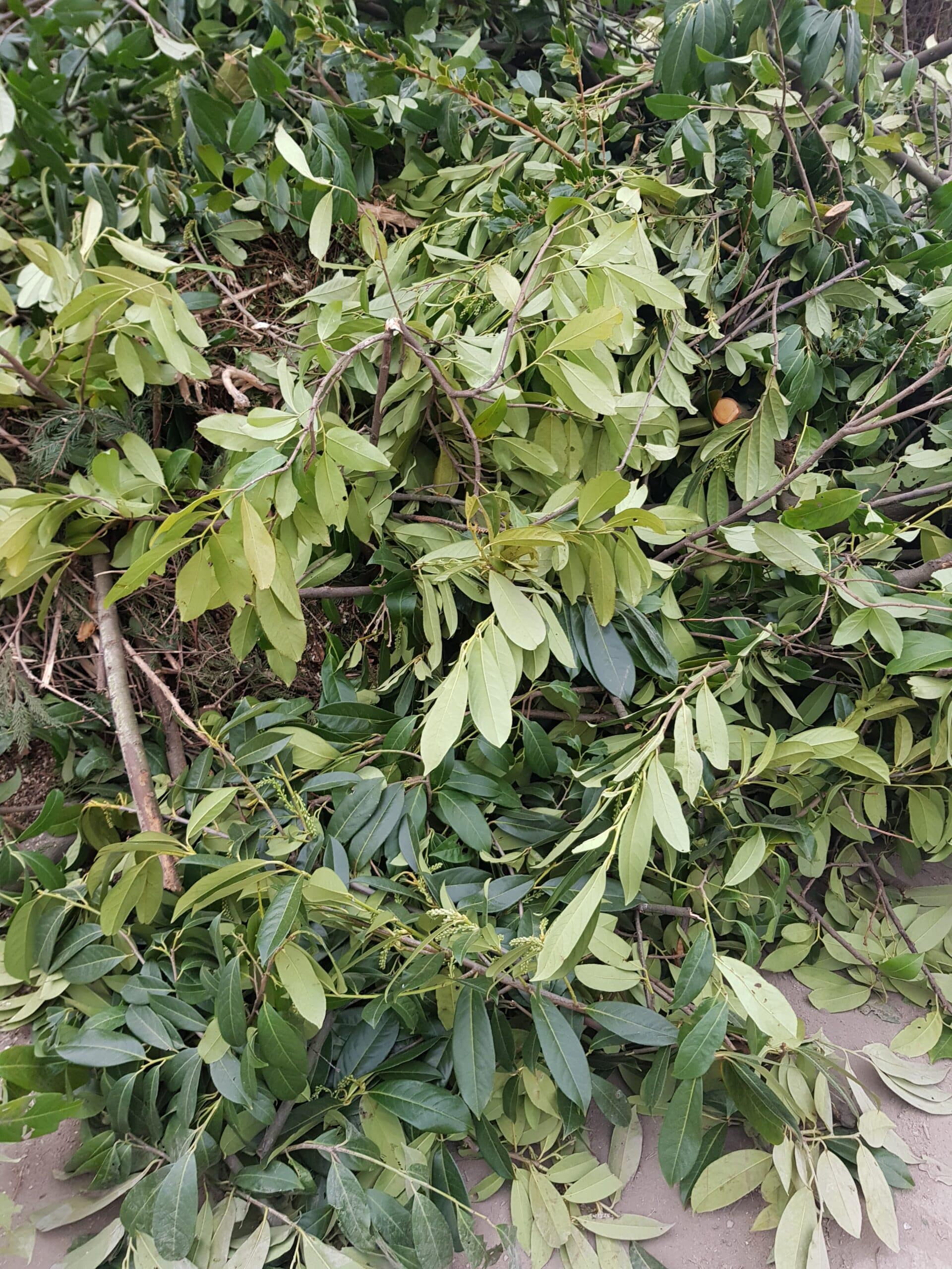 20190327_175931 Gartenabfall