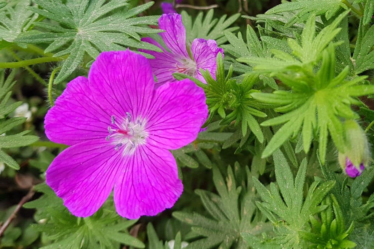 umweltgerecht Grünschnitt bearbeiten betrifft Stauden nicht umweltgerecht Grünschnitt bearbeiten betrifft Stauden nicht