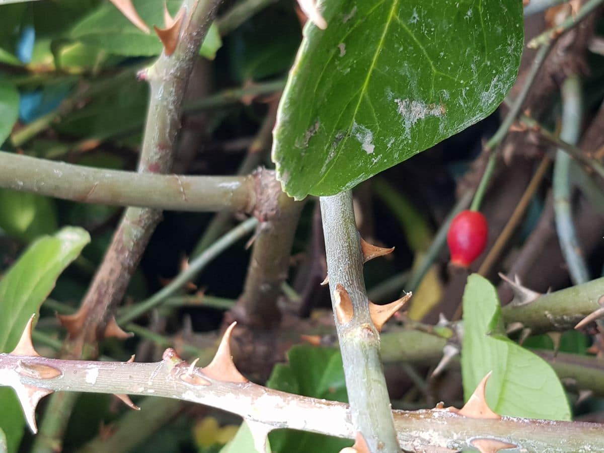 Äste mit Dornen und Hagebutte ebenfalls Grünabfall Äste mit Dornen und Hagebutte ebenfalls Grünabfall