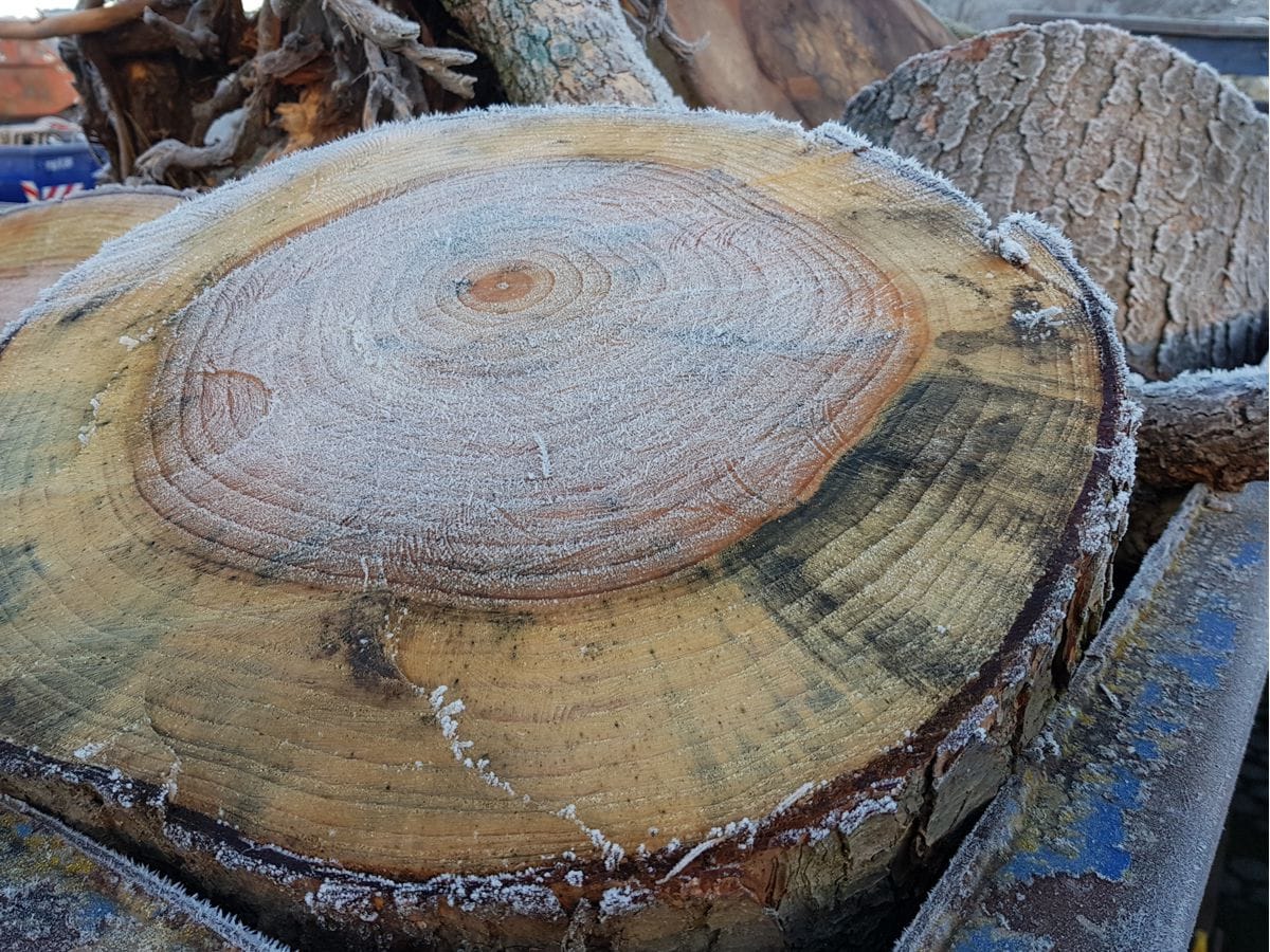 Baumscheibe, Stammholz Baumscheibe, Stammholz