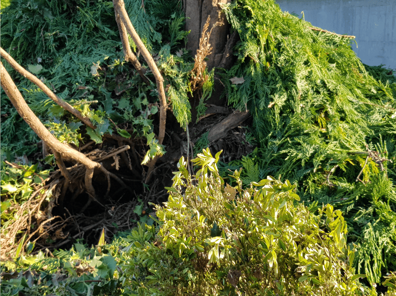 Grünabfaelle, biologisch abbaubar, daher Wertstoff Grünabfaelle, biologisch abbaubar, daher Wertstoff