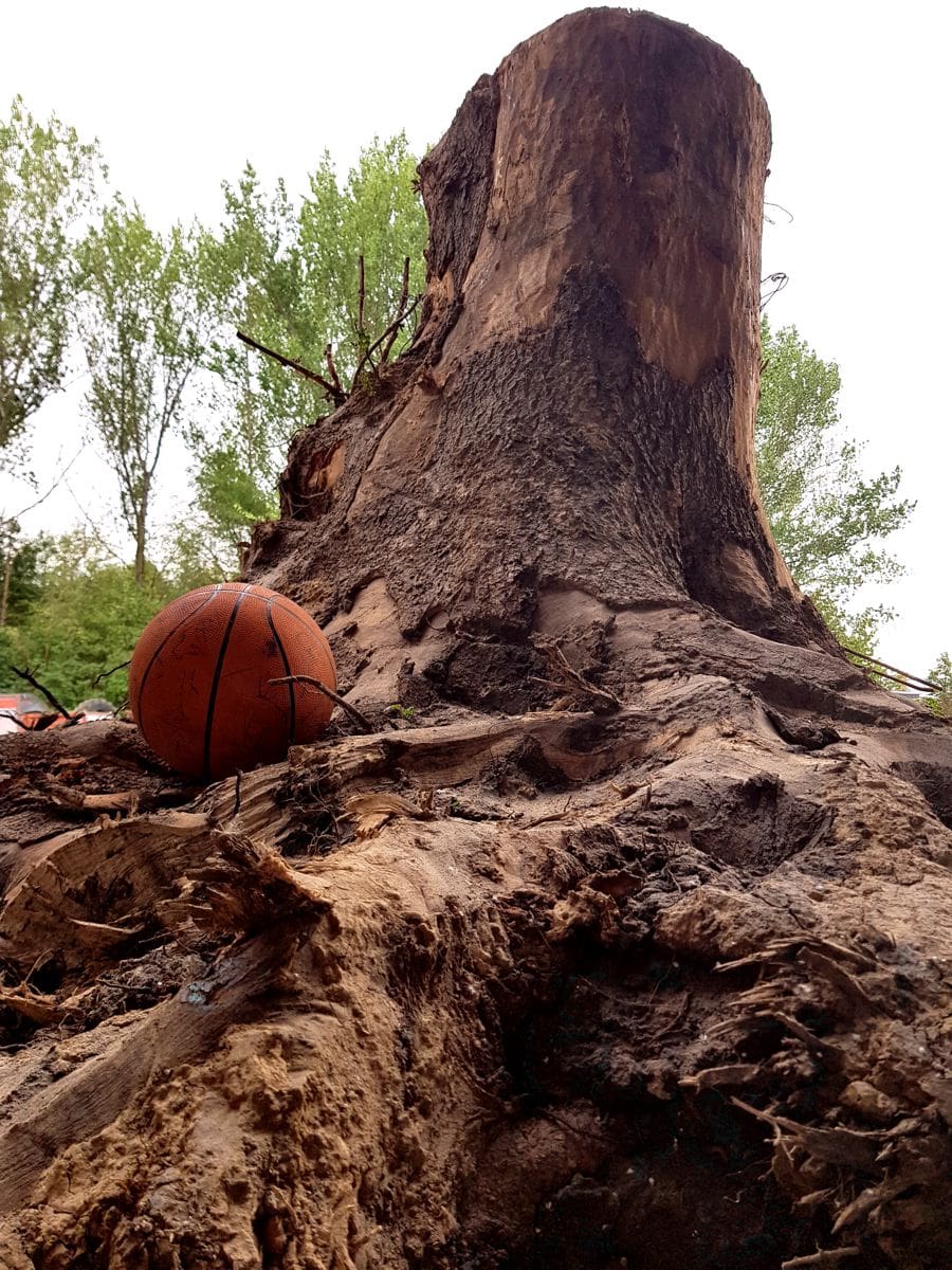 Ein Wurzelgigant aus dem Rhein-Erft-Kreis Ein Wurzelgigant aus dem Rhein-Erft-Kreis