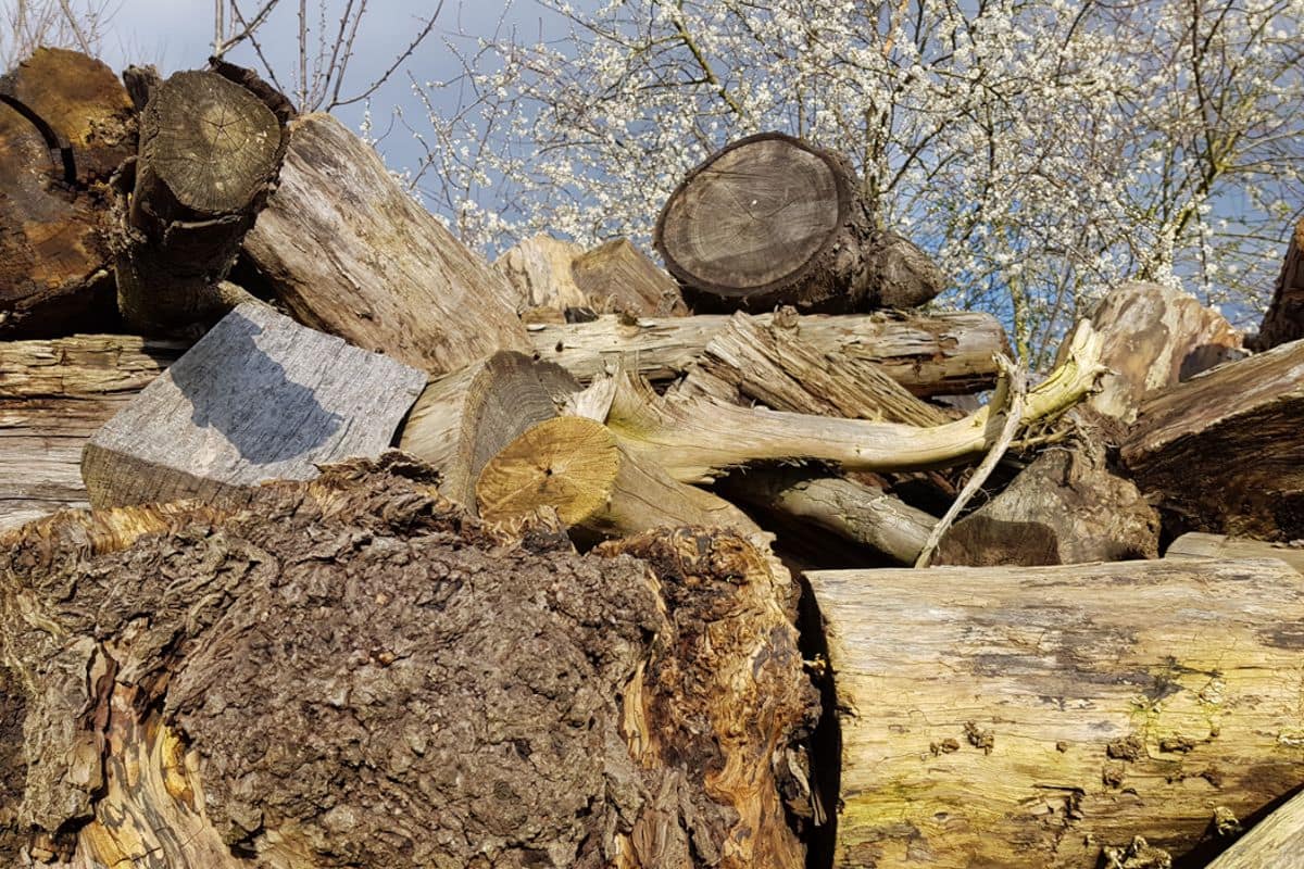 Preise anfragen für Stammholz Preise anfragen für Stammholz