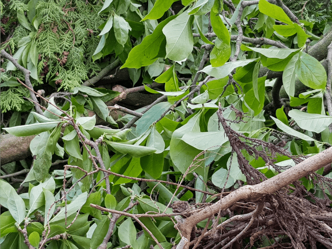 Preis Grünabfall Container Preis Grünabfall Container