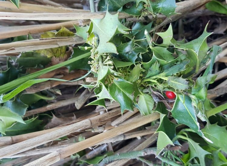 Grünabfälle: Bioabfall zur Kompostierung Grünabfälle: Bioabfall zur Kompostierung