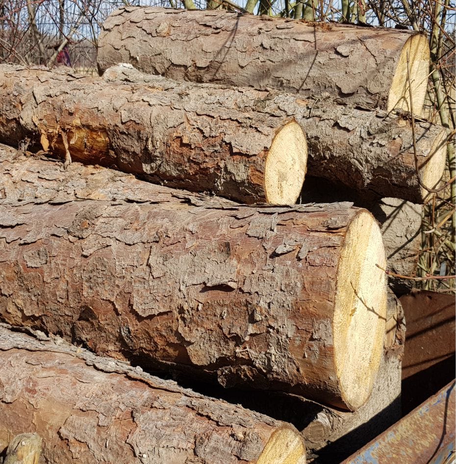 Stämme über 15cm Durchmesser Stämme über 15cm Durchmesser